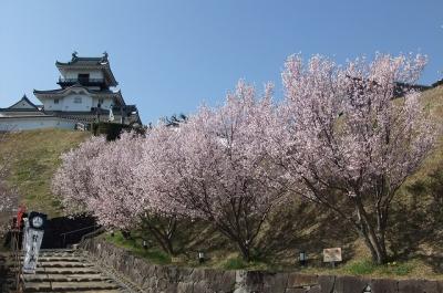 掛川城の桜はいい感じ