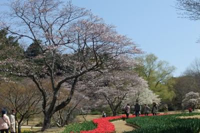 桜とチューリップ見たいと浜松フラワーパーク