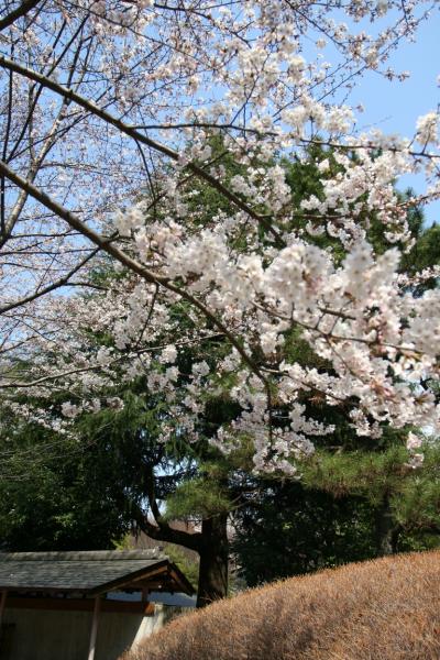 東京快適散歩 ⑨ ー 桜の花を求めて神宮外苑周辺を歩く