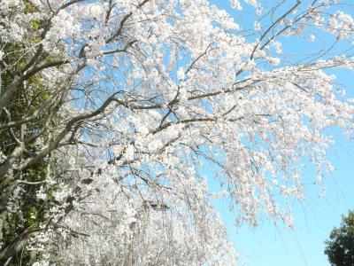 桜が見頃の深北緑地公園の本当の役目