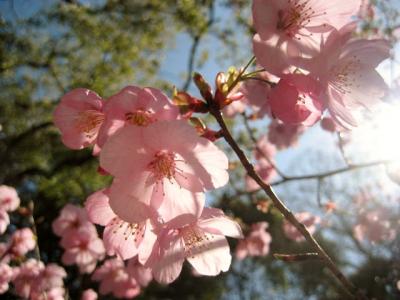 2011　そうだ京都に桜を見に行こう！～2日目～