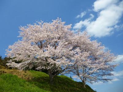 ♪☆♪☆ローカルのさくら便り♪☆♪☆