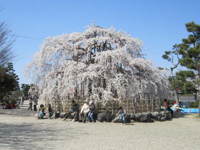 兄弟・姉妹会開催～平等院、宇治川湖畔散策～