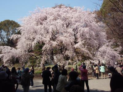 六義園のしだれ桜　