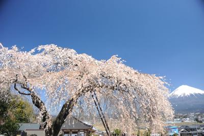 一気に桜満開～富士宮市・先照寺～