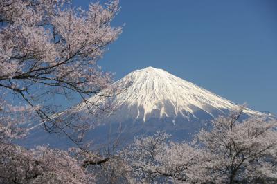 一気に桜満開～富士宮市・興徳寺～ 