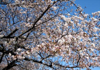 東中野（東京）の桜