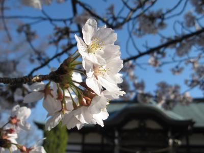 2011年春「玉井宮東照宮」岡山桜情報～7