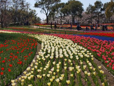 木曽三川公園チューリップフェア祭2011