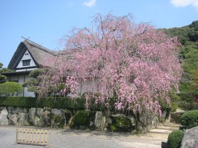 『柿右衛門窯元』の三分咲き枝垂桜