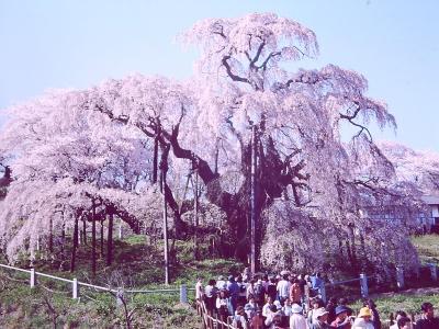桜の名所 花見山と三春千年桜