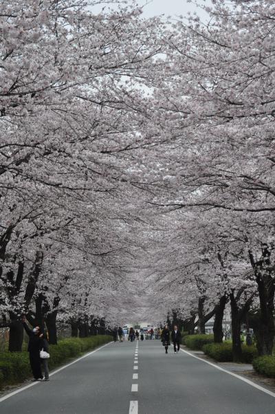 熊本桜巡り