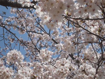 桜通りを佐和良義神社から茨木神社へ