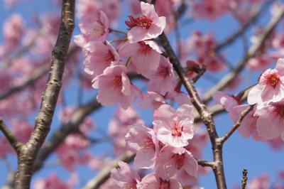 桜咲くさくらの山と飛行機