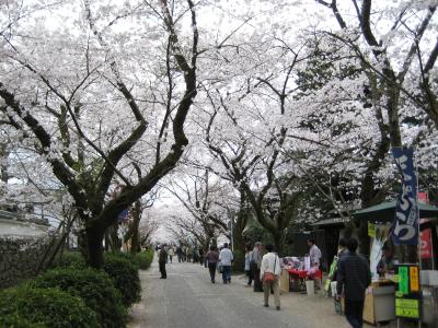 花吹雪・・秋月の春！