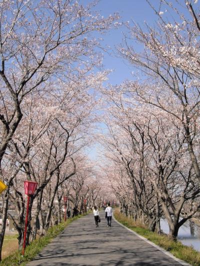 犀川堤 桜トンネル