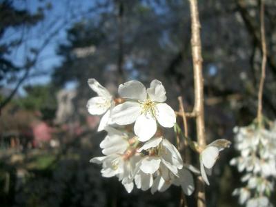 御苑の枝垂桜も咲き始めました