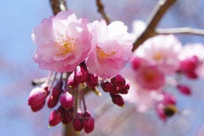 吉野山へ♪山桜の開花は…（前編）