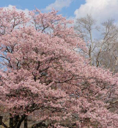 いで湯の里・修善寺を歩く、春爛漫の1日♪