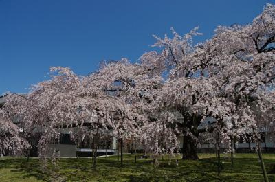 2011 京都桜だより～　桜色の醍醐寺へ　樹齢200年　満開の枝垂れ桜を愛でる～
