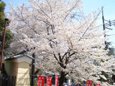 奈良でもお花見