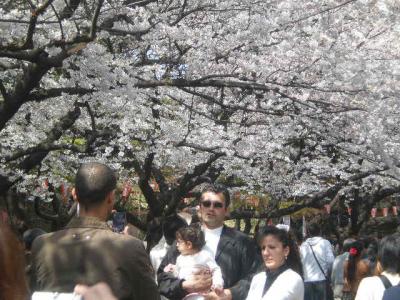 上野公園の☆さくら☆日本支援の波