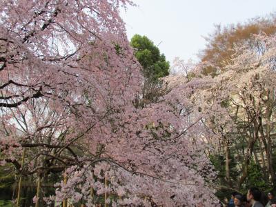 2011年4月　六義園