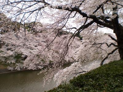 2011千鳥が淵　桜(さくら祭り中止)