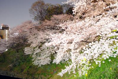 千鳥ヶ淵で夜桜