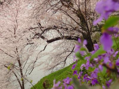 満開♪　桜色の千鳥ヶ淵と靖国神社 