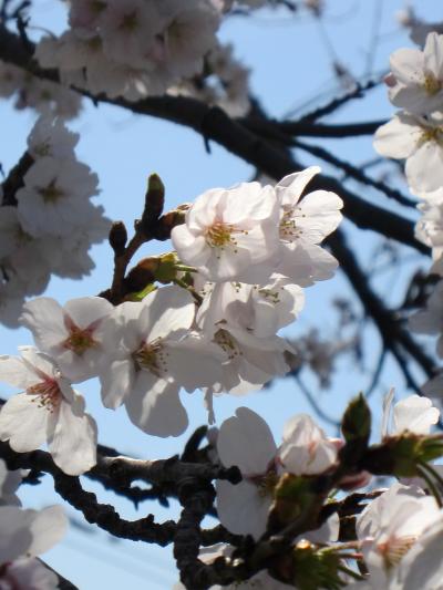 岡山/桜咲く　**旭川河川沿い**