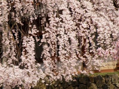 氷室神社の一番桜と萬葉植物園