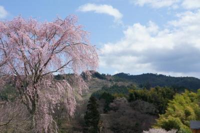 吉野山へ♪山桜の開花は…（後編）