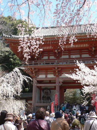 醍醐寺のさくら・・・・・・・西大門通称≪仁王門≫といわれる・・・・・・・無料でも十分凄い，美しいでしょう