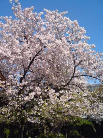 家の近くでお花見！桜！今度はソメイヨシノ！