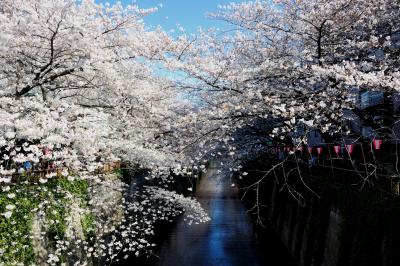 目黒散歩−目黒川の桜