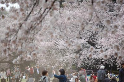 東京ぶらぶら　桜を求めて　新宿御苑　２０１１