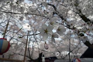 京都で「平野の桜」と呼ばれる桜の名所、平野神社です。