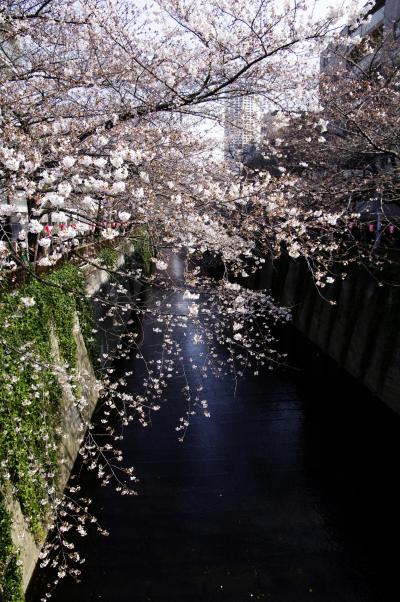 目黒川の『桜』　行っててよかった！