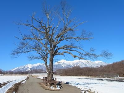 春の野辺山(ヤマナシの木)