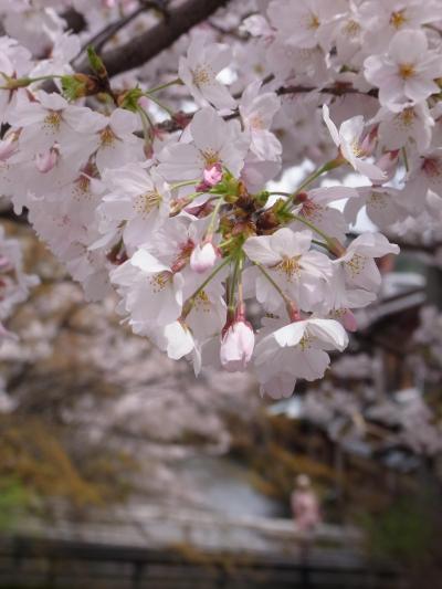 一週間後、祇園周辺散策、桜満開（１１年春）