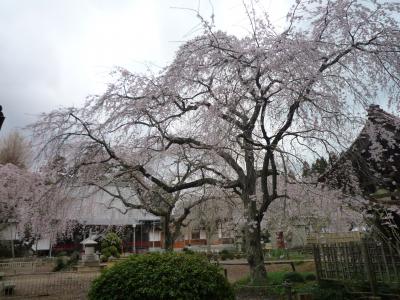 まにあった…かな　　妙宣寺・長光寺(山武市)の枝垂れ桜（2011）