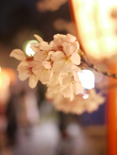 清水寺の夜桜。