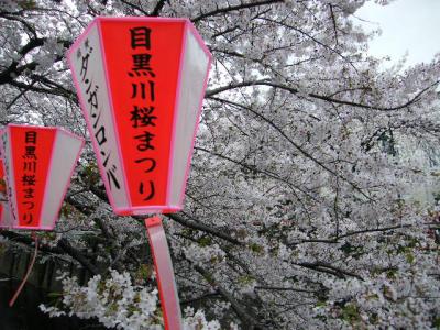 満開！中目黒の目黒川の桜