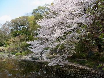 歩け歩けのお花見と御朱印巡り