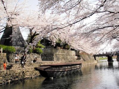 桜が満開！　船町公園「奥の細道むすびの地」