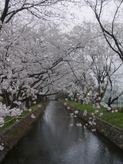 2011年　玉川上水の桜