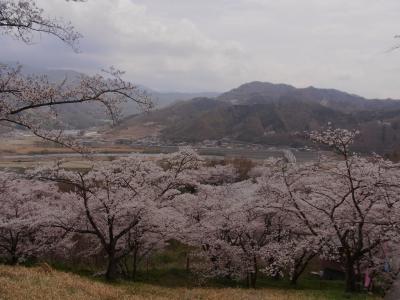 2011年　大法師公園の桜