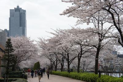 桜、サクラ、さくら。