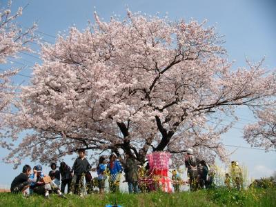 佐奈川堤で桜と菜の花